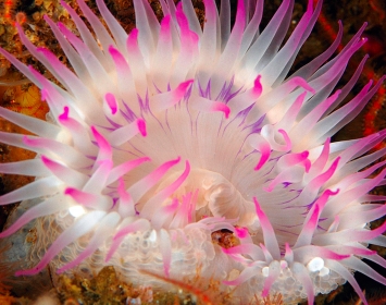 Santa Monica Pier Aquarium Jamie Nixon Anemone